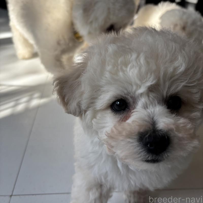 成約済の三重県のビションフリーゼ-440205の7枚目