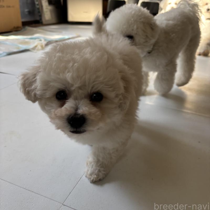 成約済の三重県のビションフリーゼ-440205の6枚目