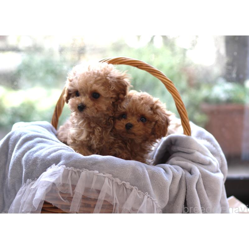 販売中の大阪府のティーカッププードル-443083の4枚目