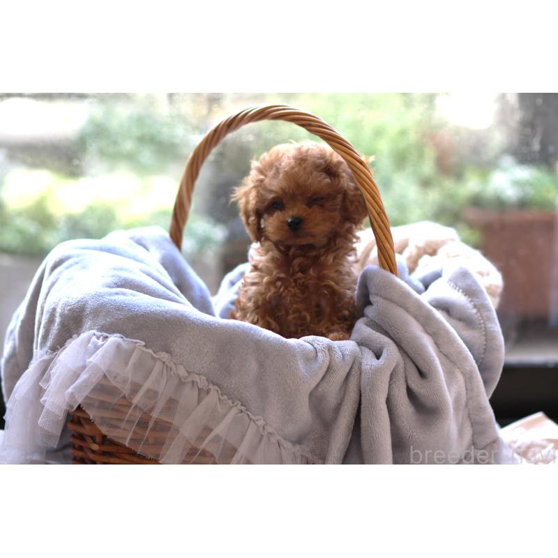 販売中の大阪府のティーカッププードル-443083の3枚目