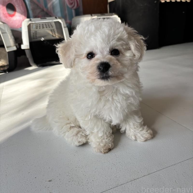 販売中の三重県のビションフリーゼ-440202の16枚目