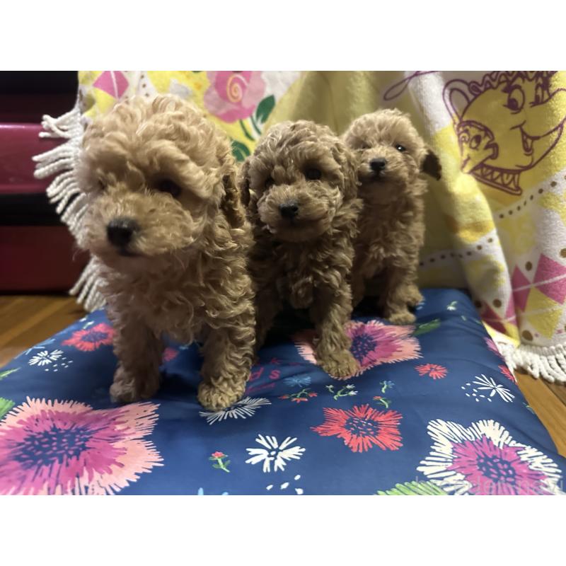 販売中の熊本県のトイプードル-443085の5枚目