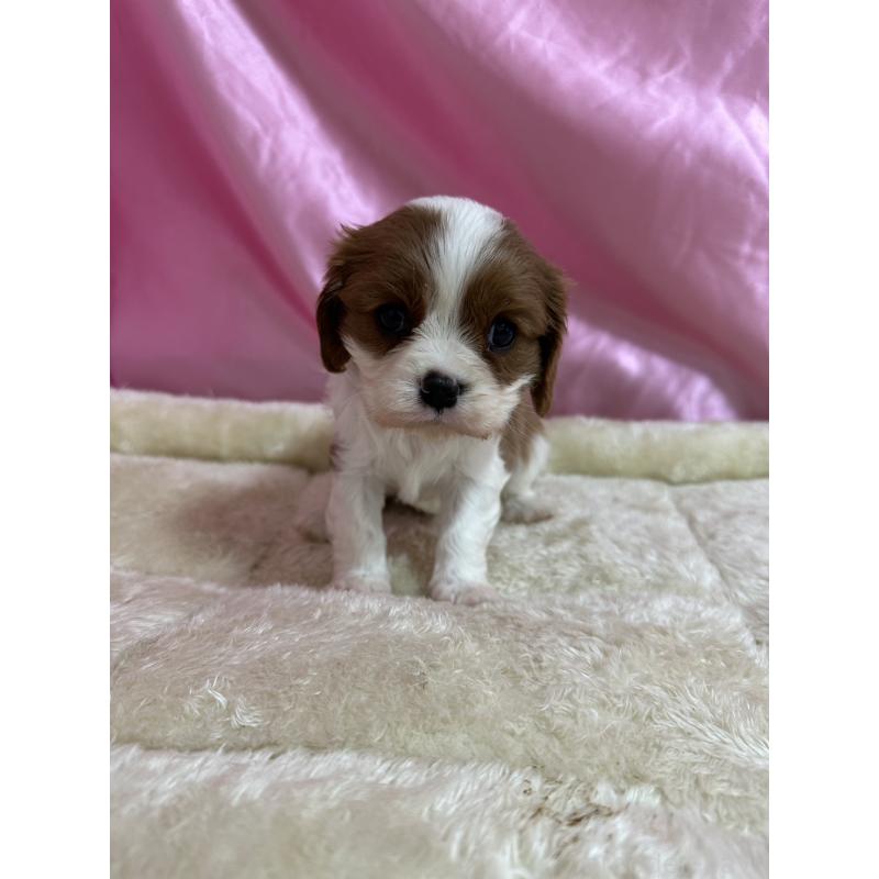 販売中の茨城県のキャバリアキングチャールズスパニエル-443080の4枚目