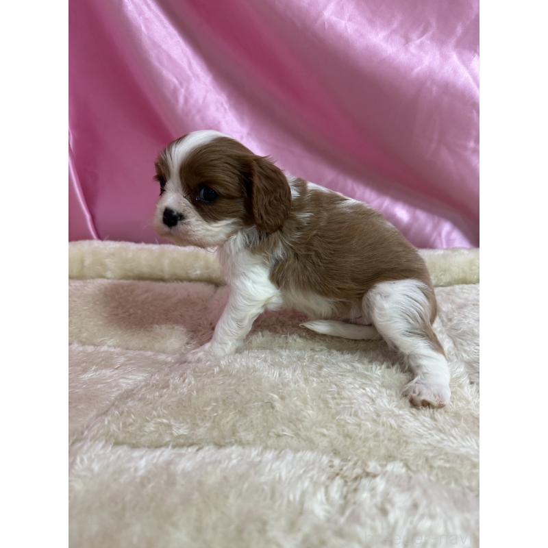 販売中の茨城県のキャバリアキングチャールズスパニエル-443080の3枚目