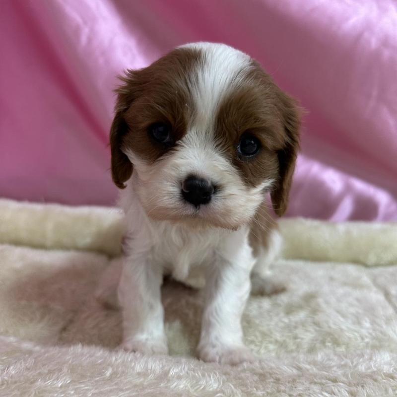 販売中の茨城県のキャバリアキングチャールズスパニエル-443080の1枚目