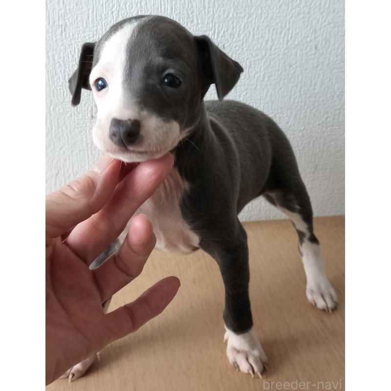 販売中の岐阜県のイタリアングレーハウンド(イタグレ)-443082