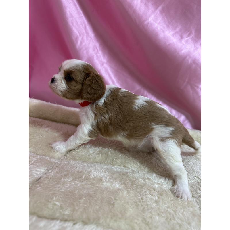 販売中の茨城県のキャバリアキングチャールズスパニエル-443081の4枚目