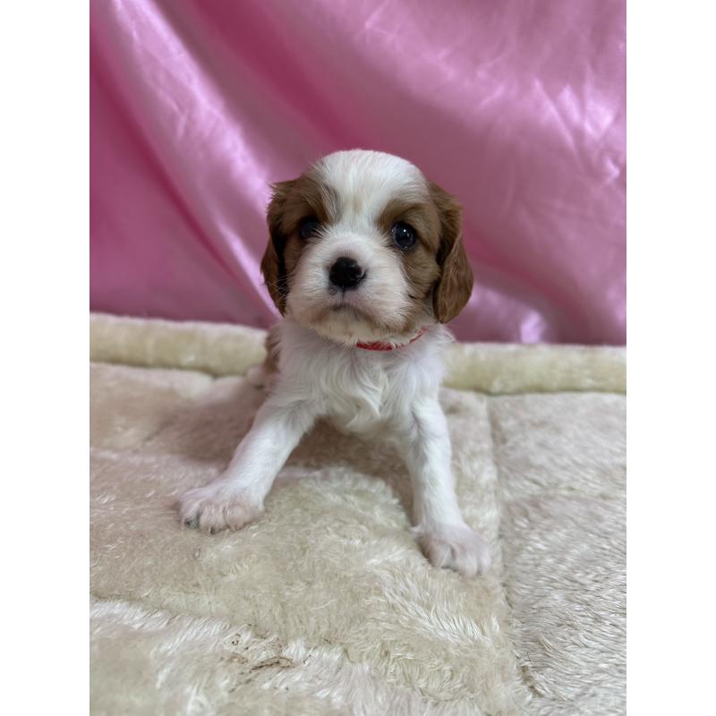 販売中の茨城県のキャバリアキングチャールズスパニエル-443081の2枚目