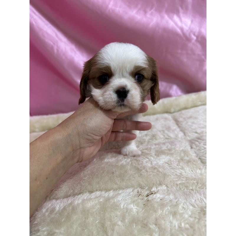 販売中の茨城県のキャバリアキングチャールズスパニエル-443084の4枚目