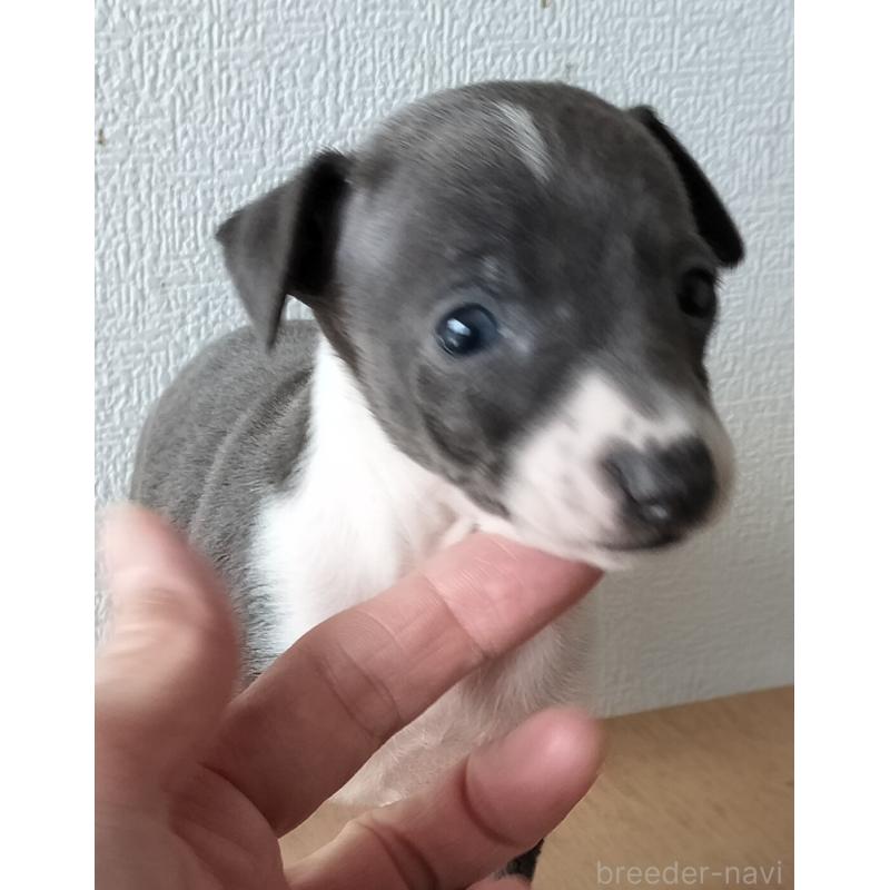 販売中の岐阜県のイタリアングレーハウンド(イタグレ)-443086