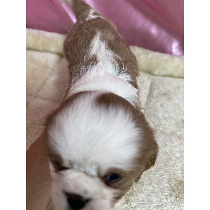 販売中の茨城県のキャバリアキングチャールズスパニエル-443084の2枚目