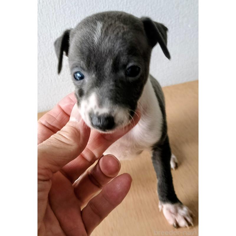 販売中の岐阜県のイタリアングレーハウンド(イタグレ)-443086の3枚目