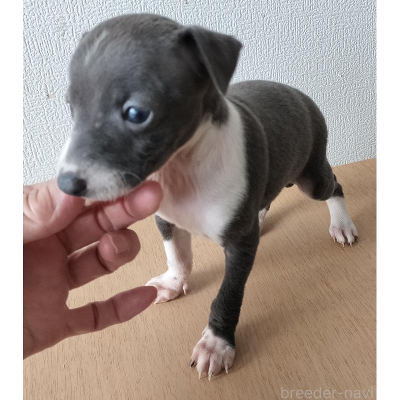 販売中の岐阜県のイタリアングレーハウンド(イタグレ)-443086の2枚目