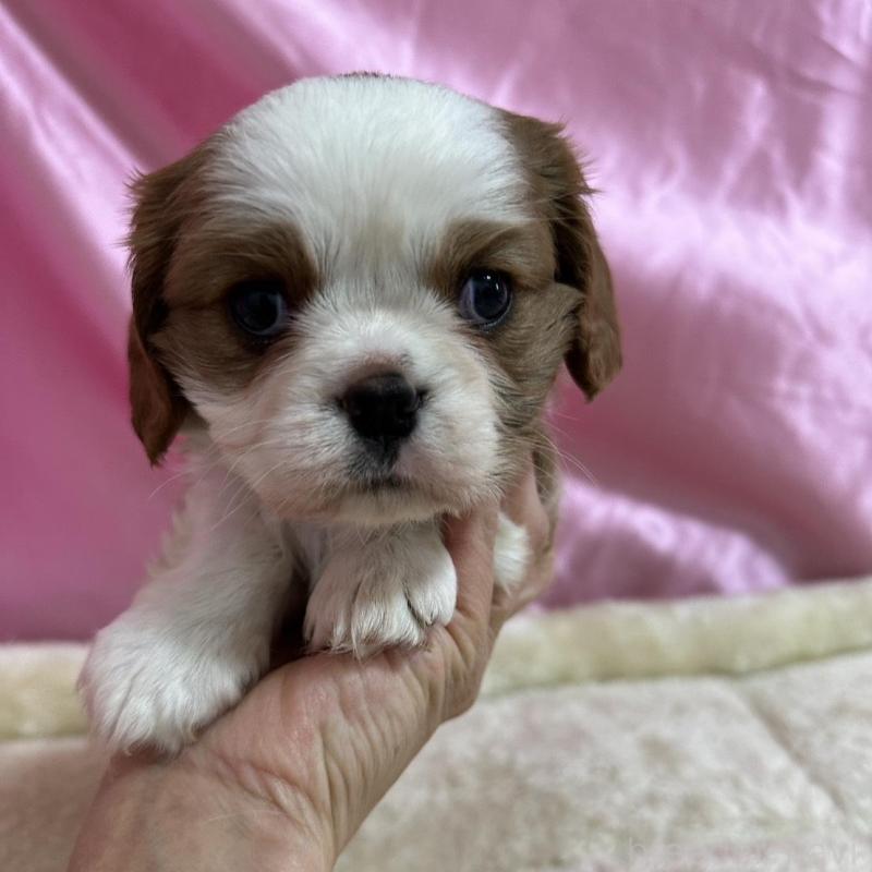 販売中の茨城県のキャバリアキングチャールズスパニエル-443084