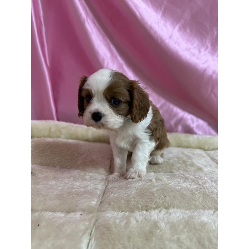 販売中の茨城県のキャバリアキングチャールズスパニエル-443087の5枚目