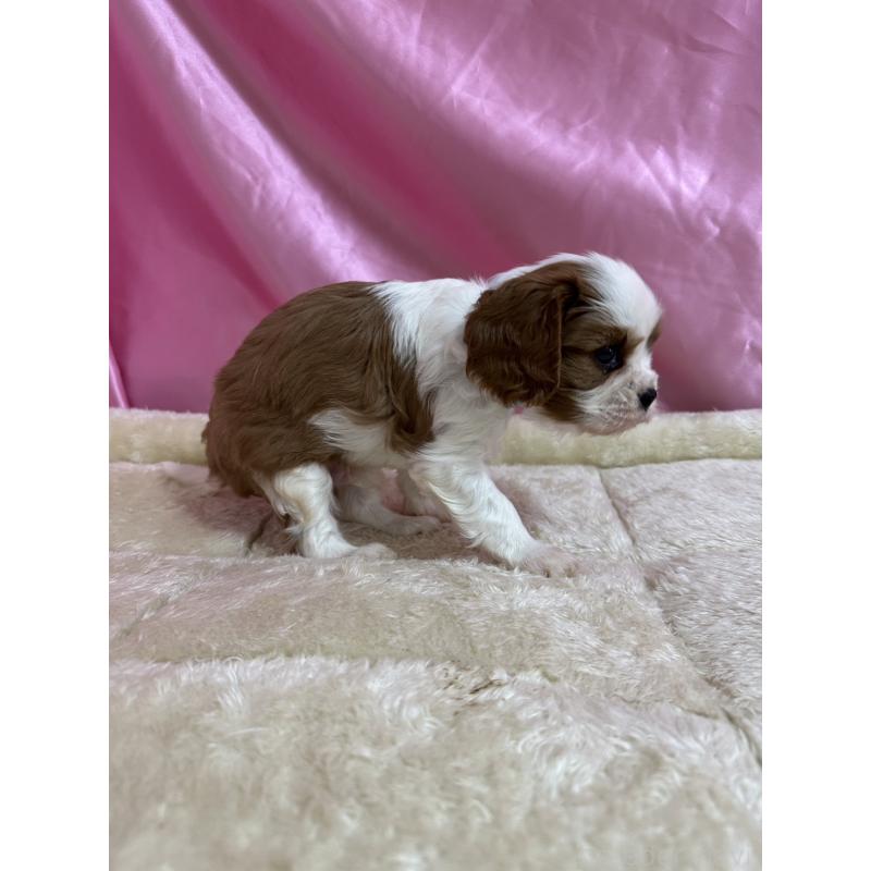 販売中の茨城県のキャバリアキングチャールズスパニエル-443087の4枚目