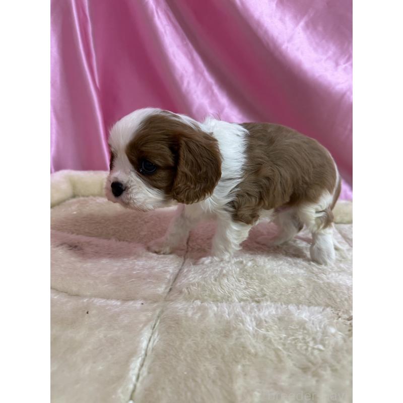 販売中の茨城県のキャバリアキングチャールズスパニエル-443087の3枚目