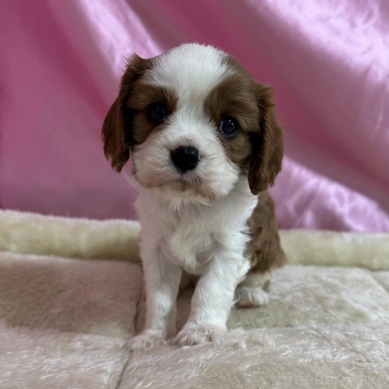 販売中の茨城県のキャバリアキングチャールズスパニエル-443087