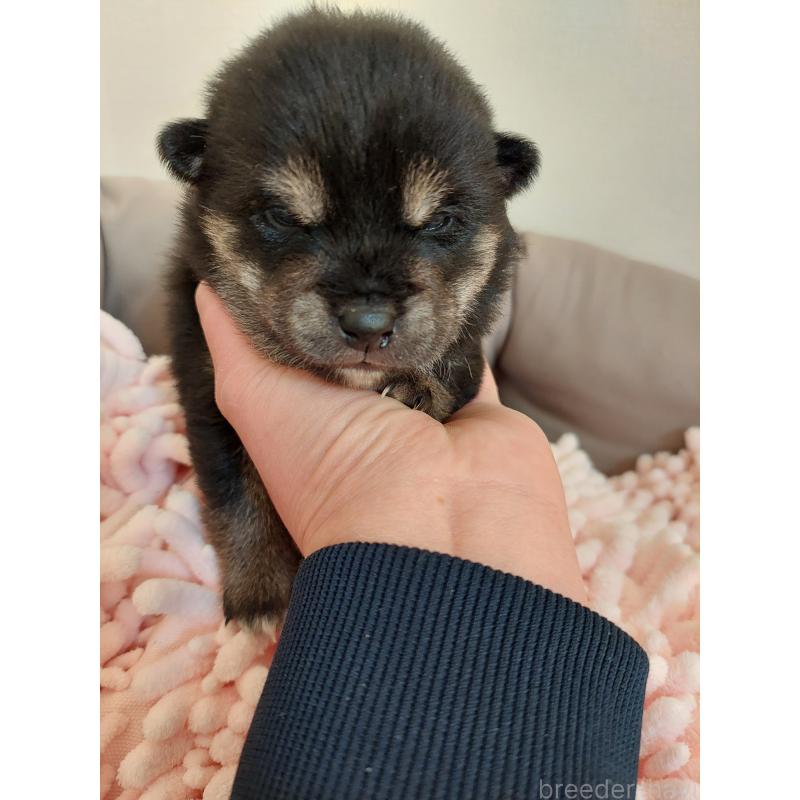 販売中の高知県の豆柴-439776の4枚目