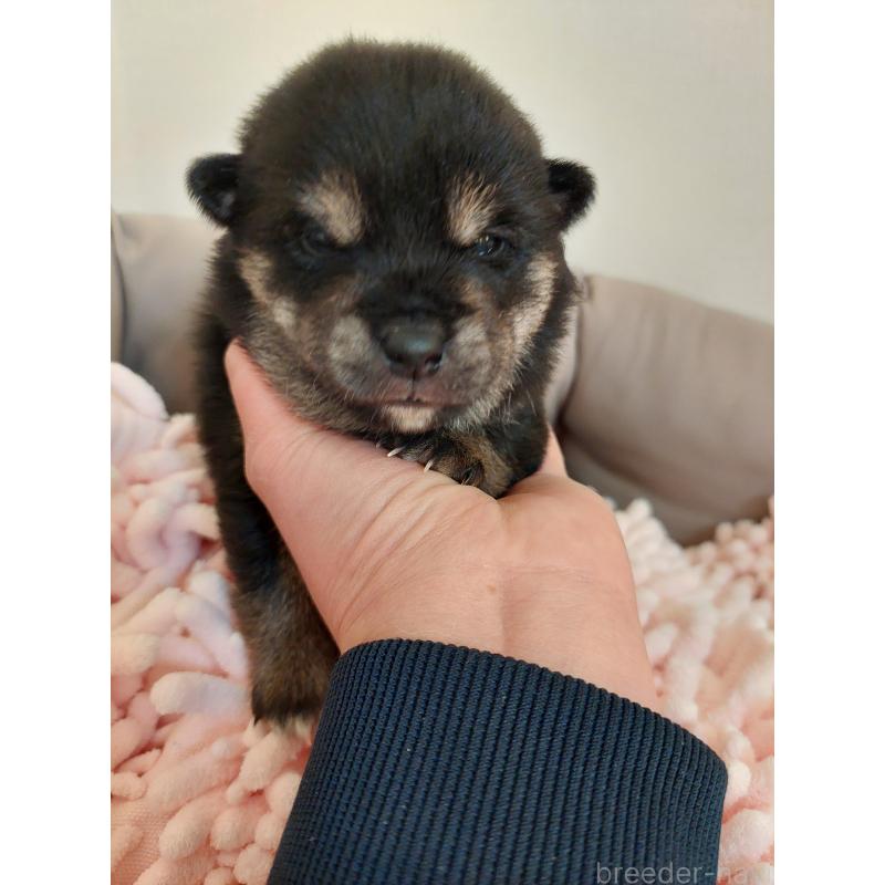 販売中の高知県の豆柴-439776の3枚目