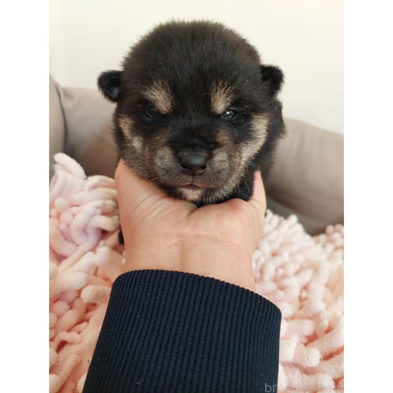 販売中の高知県の豆柴-439776の2枚目