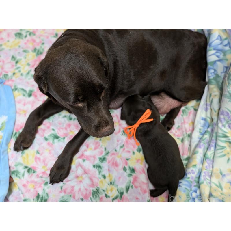 商談中の長野県のラブラドールレトリーバー-443204の4枚目