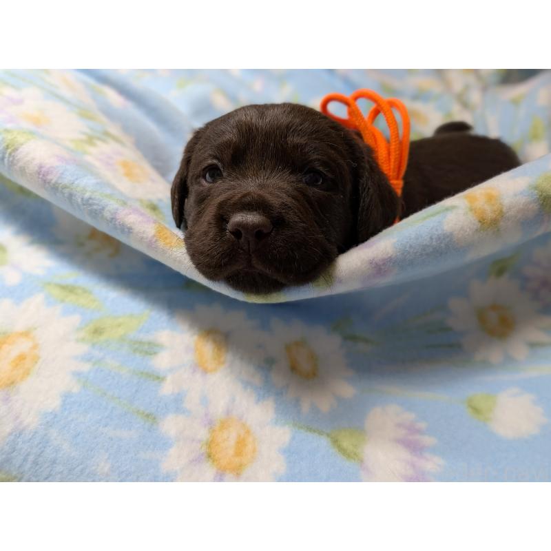 商談中の長野県のラブラドールレトリーバー-443204の3枚目