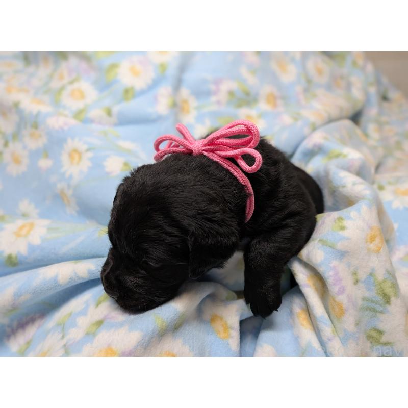 商談中の長野県のラブラドールレトリーバー-443203の5枚目