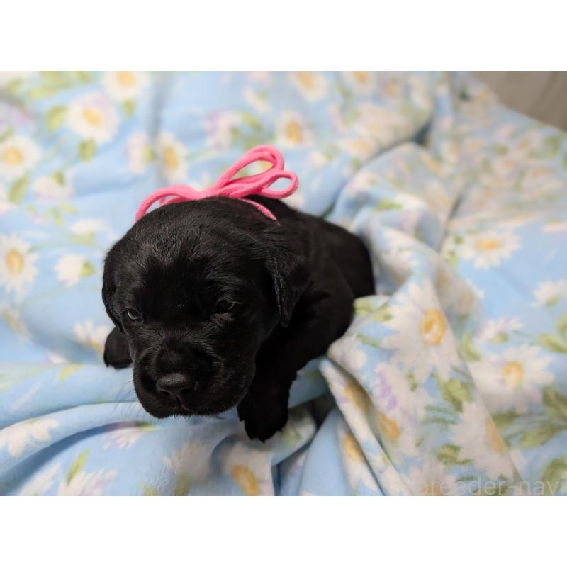 商談中の長野県のラブラドールレトリーバー-443203の4枚目