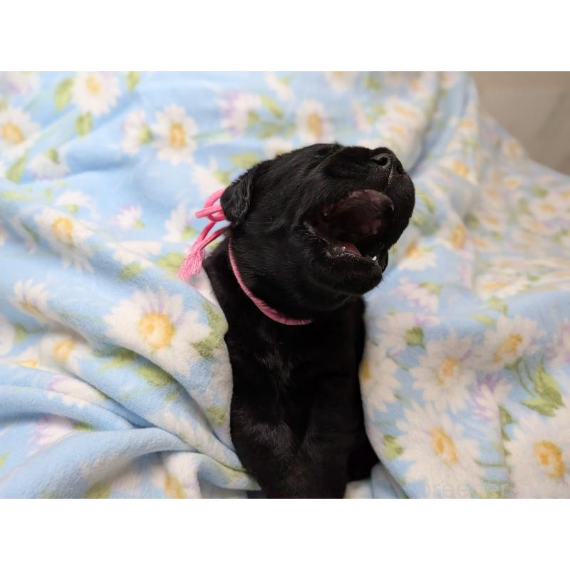 商談中の長野県のラブラドールレトリーバー-443203の3枚目