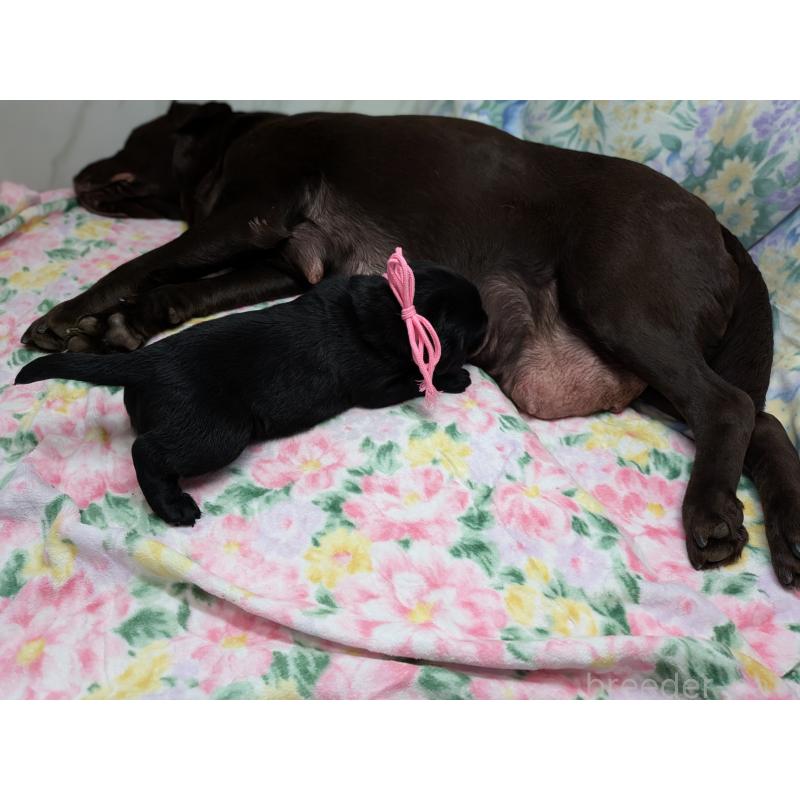 商談中の長野県のラブラドールレトリーバー-443203の2枚目