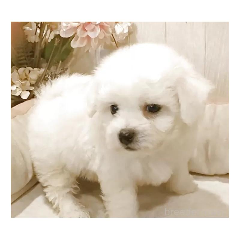 販売中の愛知県のビションフリーゼ-424839の7枚目