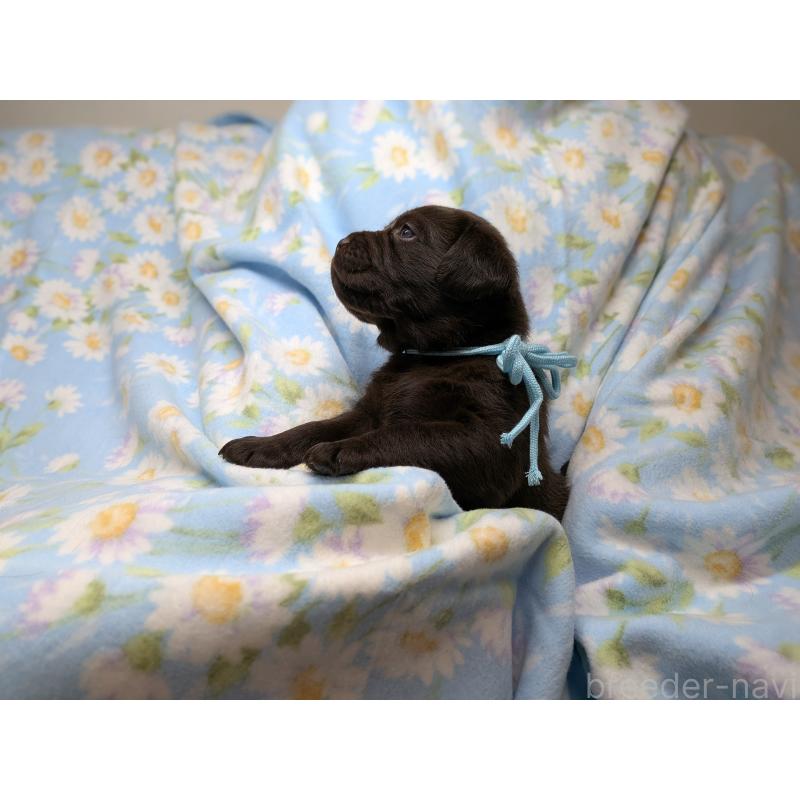 販売中の長野県のラブラドールレトリーバー-443205の4枚目