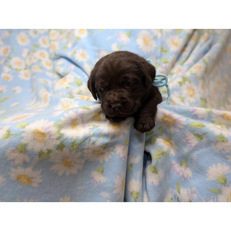 販売中の長野県のラブラドールレトリーバー-443205の3枚目