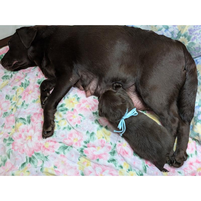 販売中の長野県のラブラドールレトリーバー-443205の2枚目