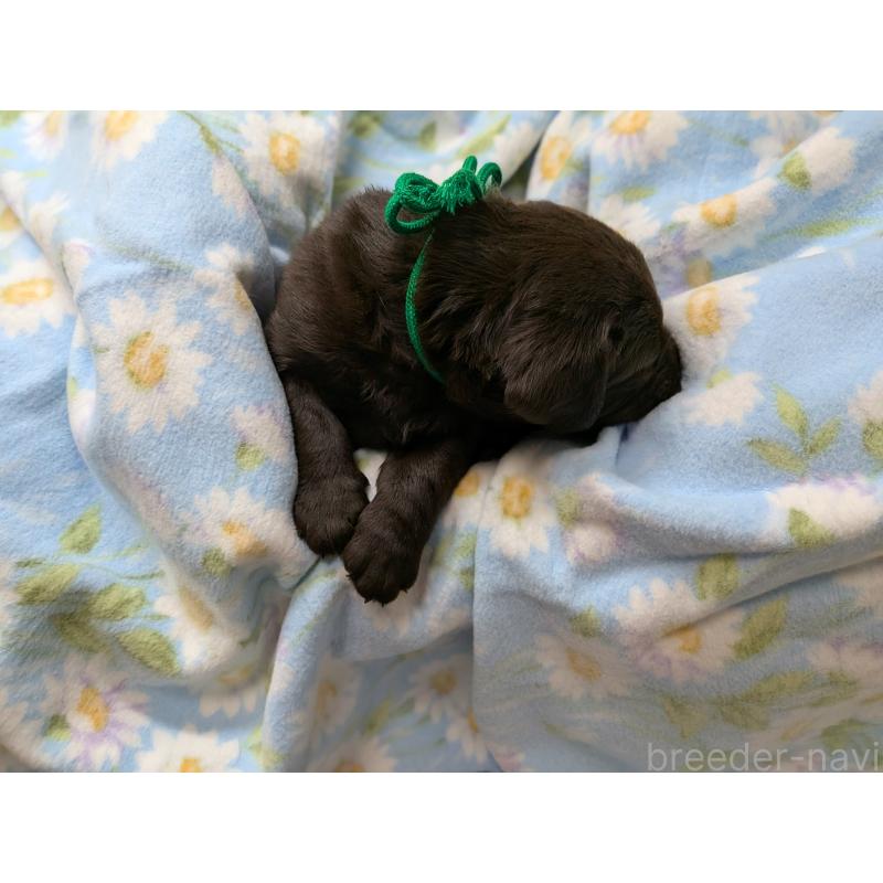 販売中の長野県のラブラドールレトリーバー-443206の5枚目