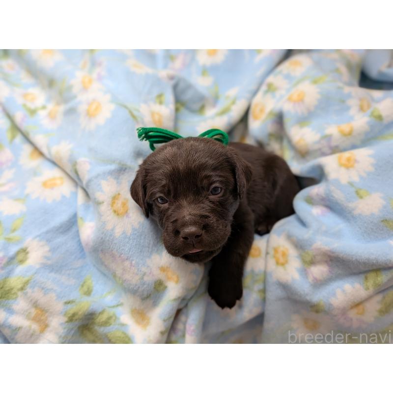 販売中の長野県のラブラドールレトリーバー-443206の4枚目