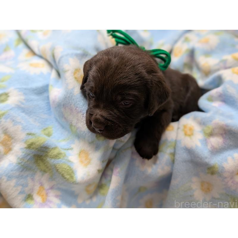 販売中の長野県のラブラドールレトリーバー-443206の3枚目