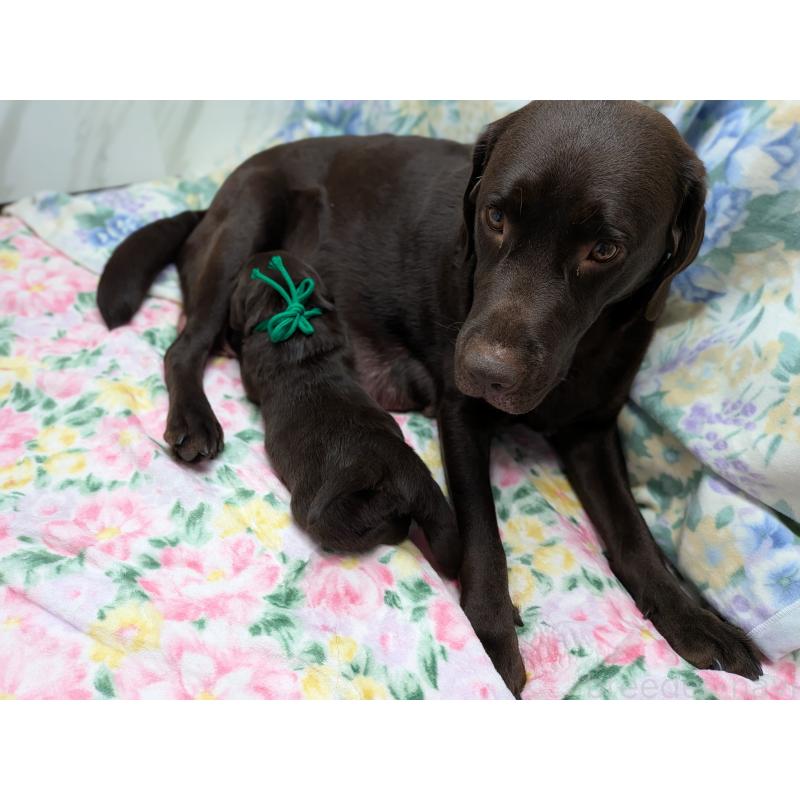 販売中の長野県のラブラドールレトリーバー-443206の2枚目