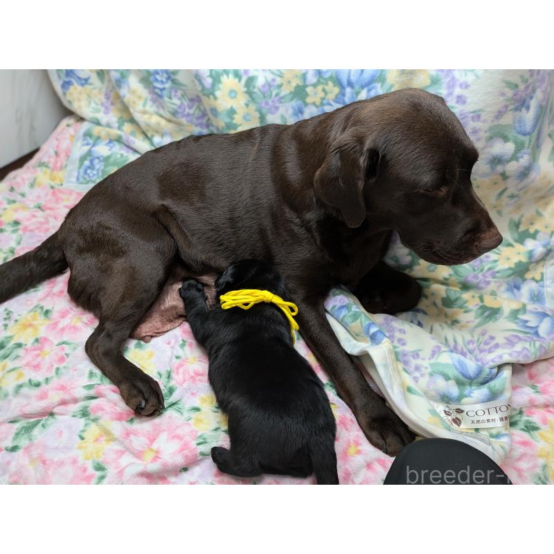 販売中の長野県のラブラドールレトリーバー-443207の5枚目