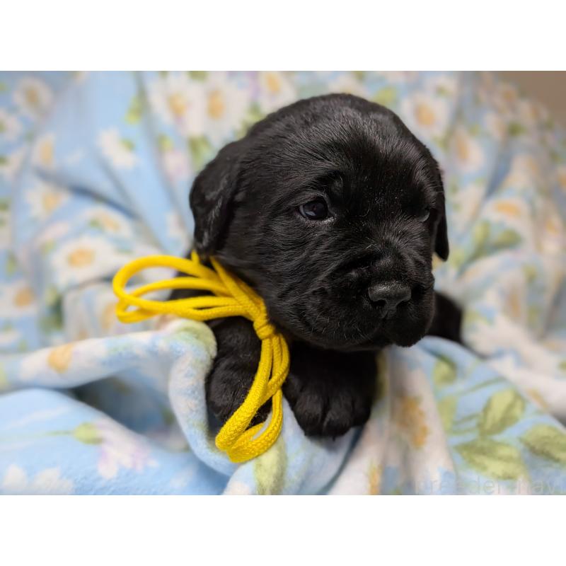 販売中の長野県のラブラドールレトリーバー-443207の4枚目