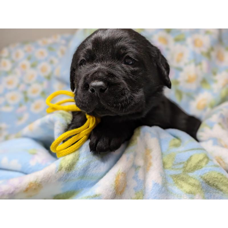 販売中の長野県のラブラドールレトリーバー-443207の3枚目