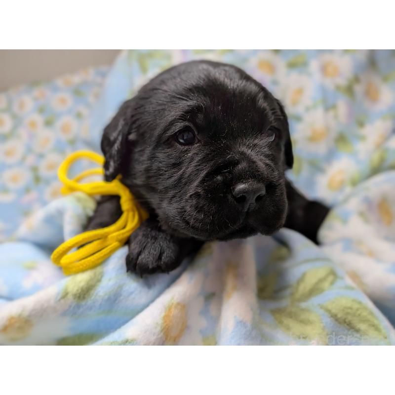 販売中の長野県のラブラドールレトリーバー-443207の2枚目