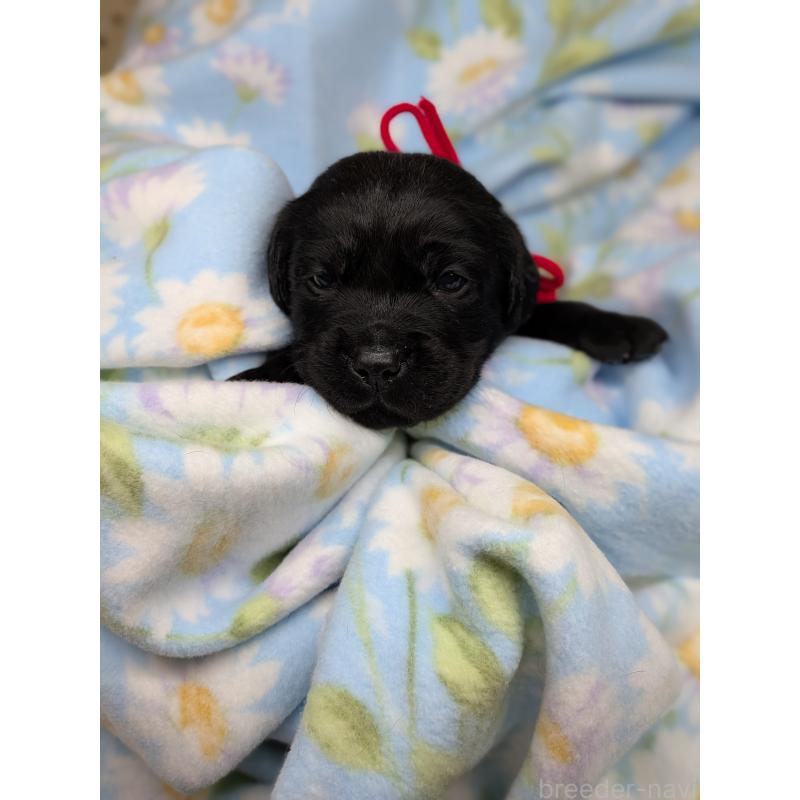 販売中の長野県のラブラドールレトリーバー-443208の5枚目