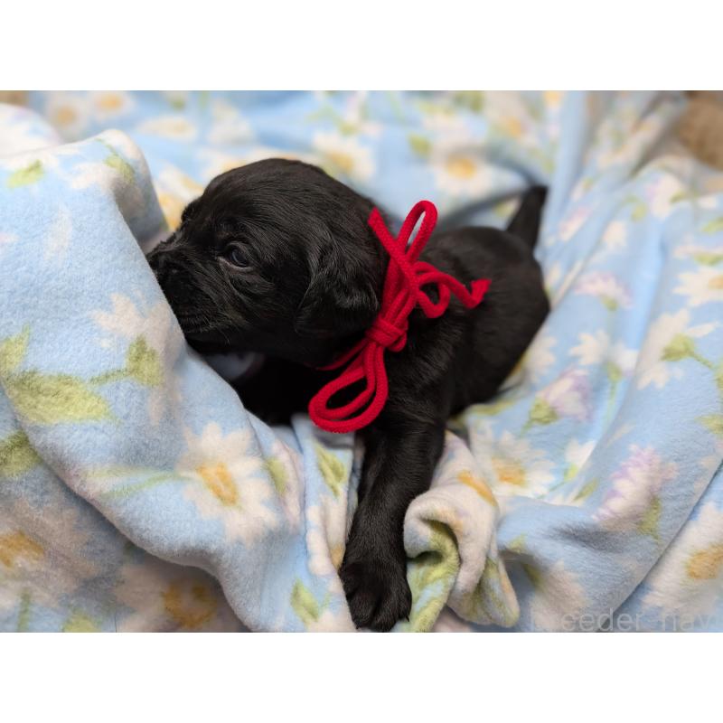 販売中の長野県のラブラドールレトリーバー-443208の4枚目