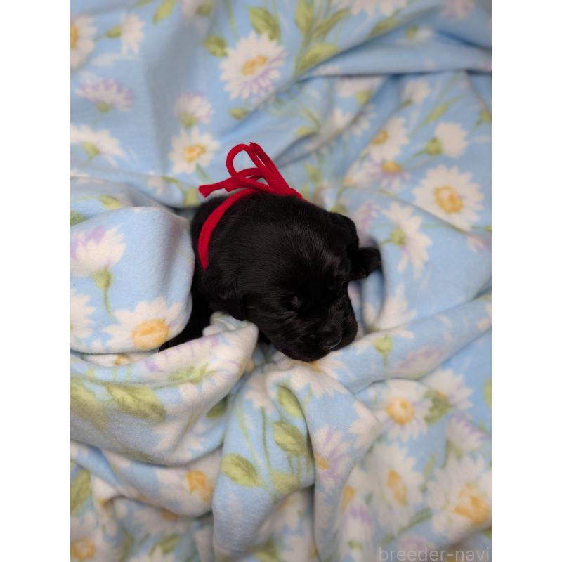 販売中の長野県のラブラドールレトリーバー-443208の3枚目