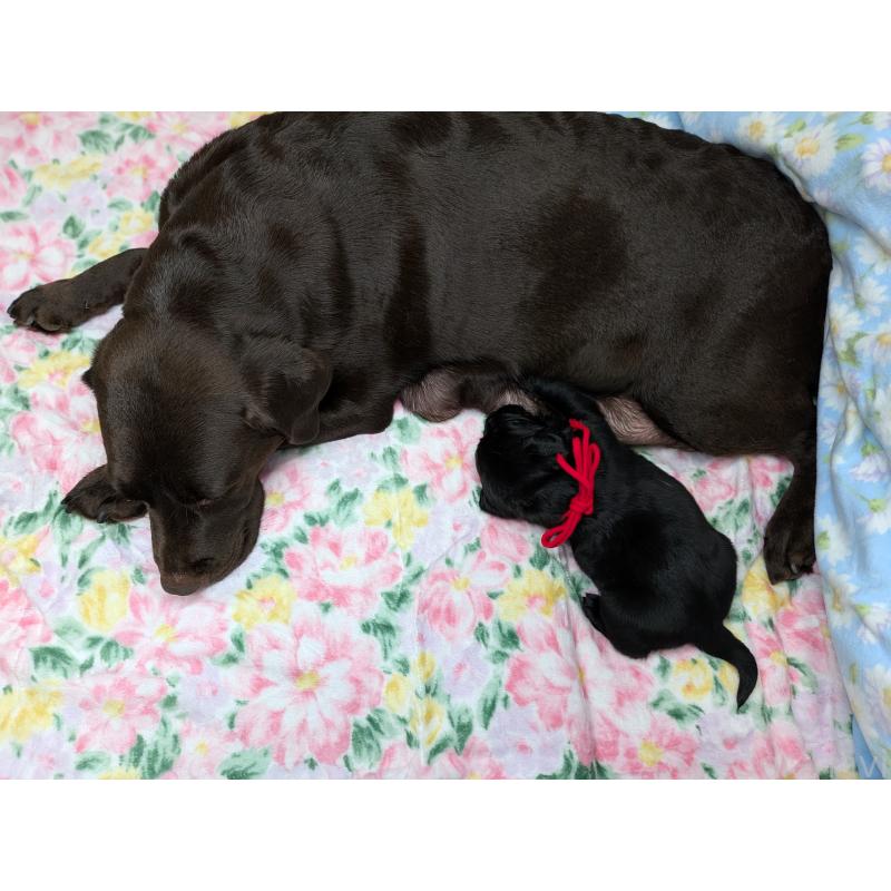 販売中の長野県のラブラドールレトリーバー-443208の2枚目