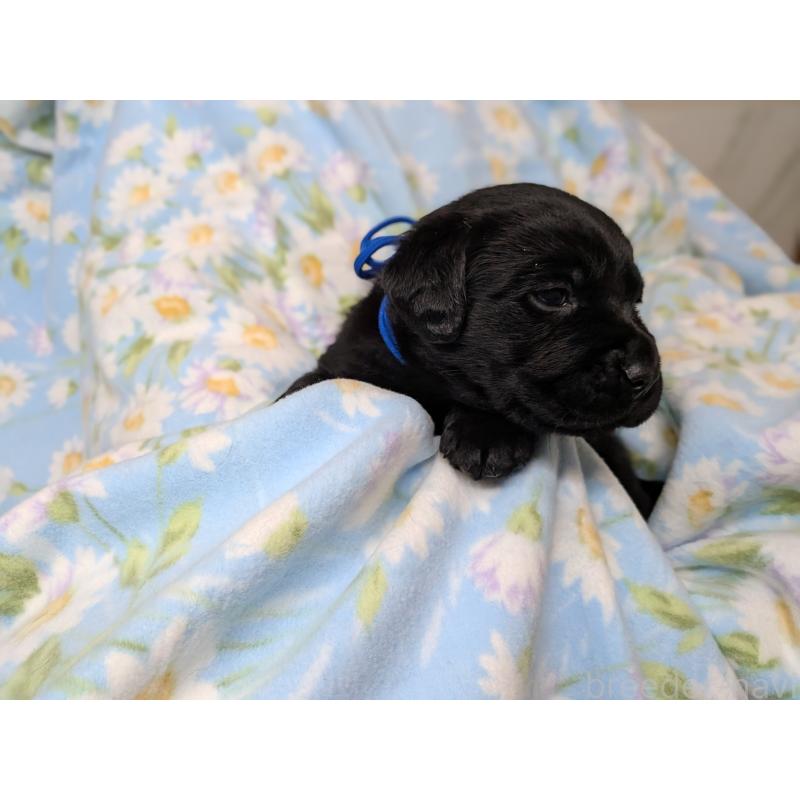 販売中の長野県のラブラドールレトリーバー-443211の4枚目