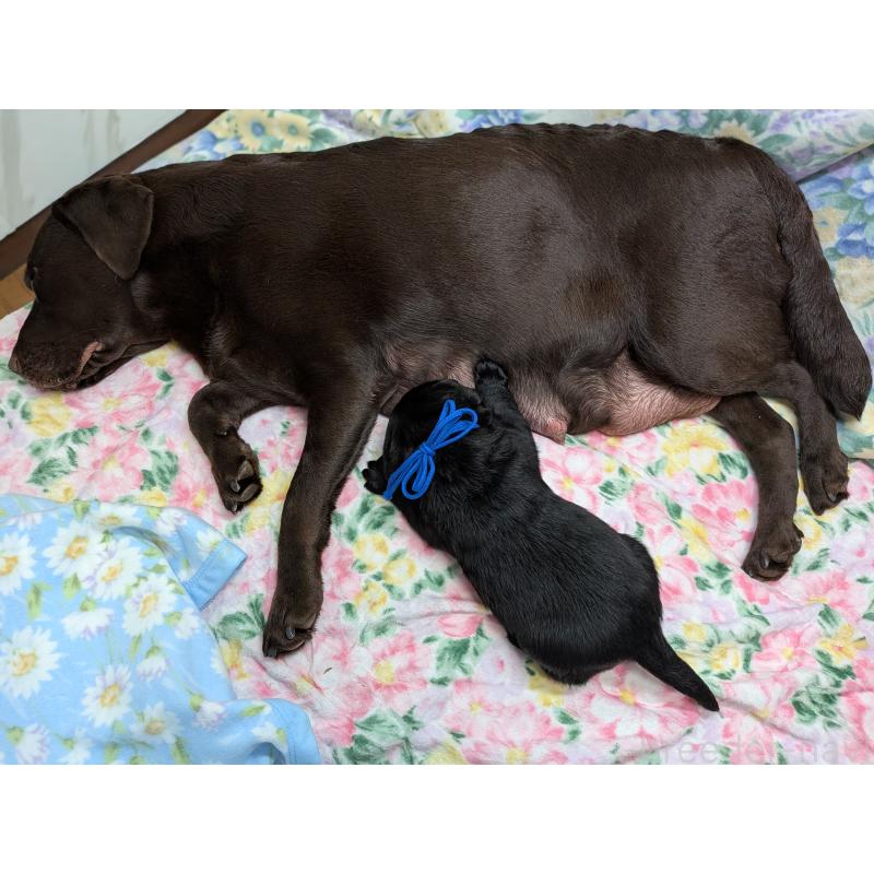 販売中の長野県のラブラドールレトリーバー-443211の3枚目