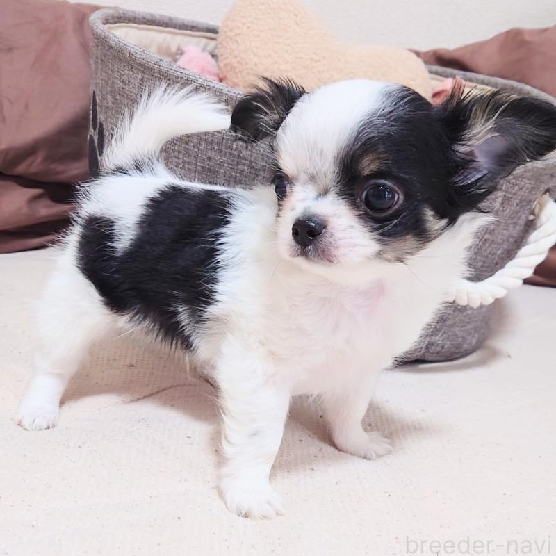 販売中の大阪府のチワワ(ロングコート)-436688